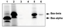 "
Immunoprecipitation of in
vitro translated Baxα (1)
and Baxβ (2) using Bax
antibody, cln 6A7 (Cat.
No. A105M), Baxα native (3) and denatured protein (4) using Baxβ antibody, and Baxβ native (5) and denatured (6) protein using Baxβ antibody."
